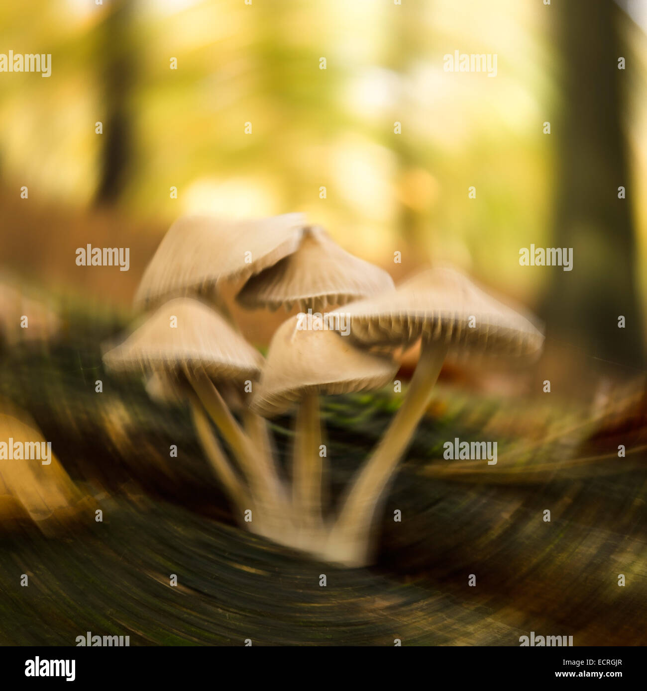 Vorsicht Wenn Sammlung Pilze, könnte es giftig sein Stockfoto Vorsicht Wenn Sammlung Pilze, könnte es giftig sein Stockfoto