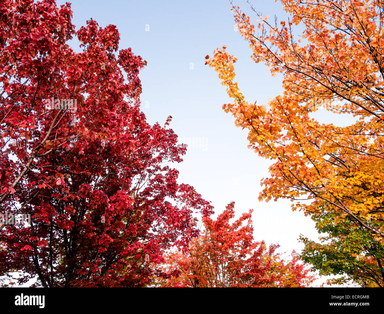 Herbst in verschiedenen Farben an einem sonnigen Tag Stockfoto Herbst in verschiedenen Farben an einem sonnigen Tag Stockfoto