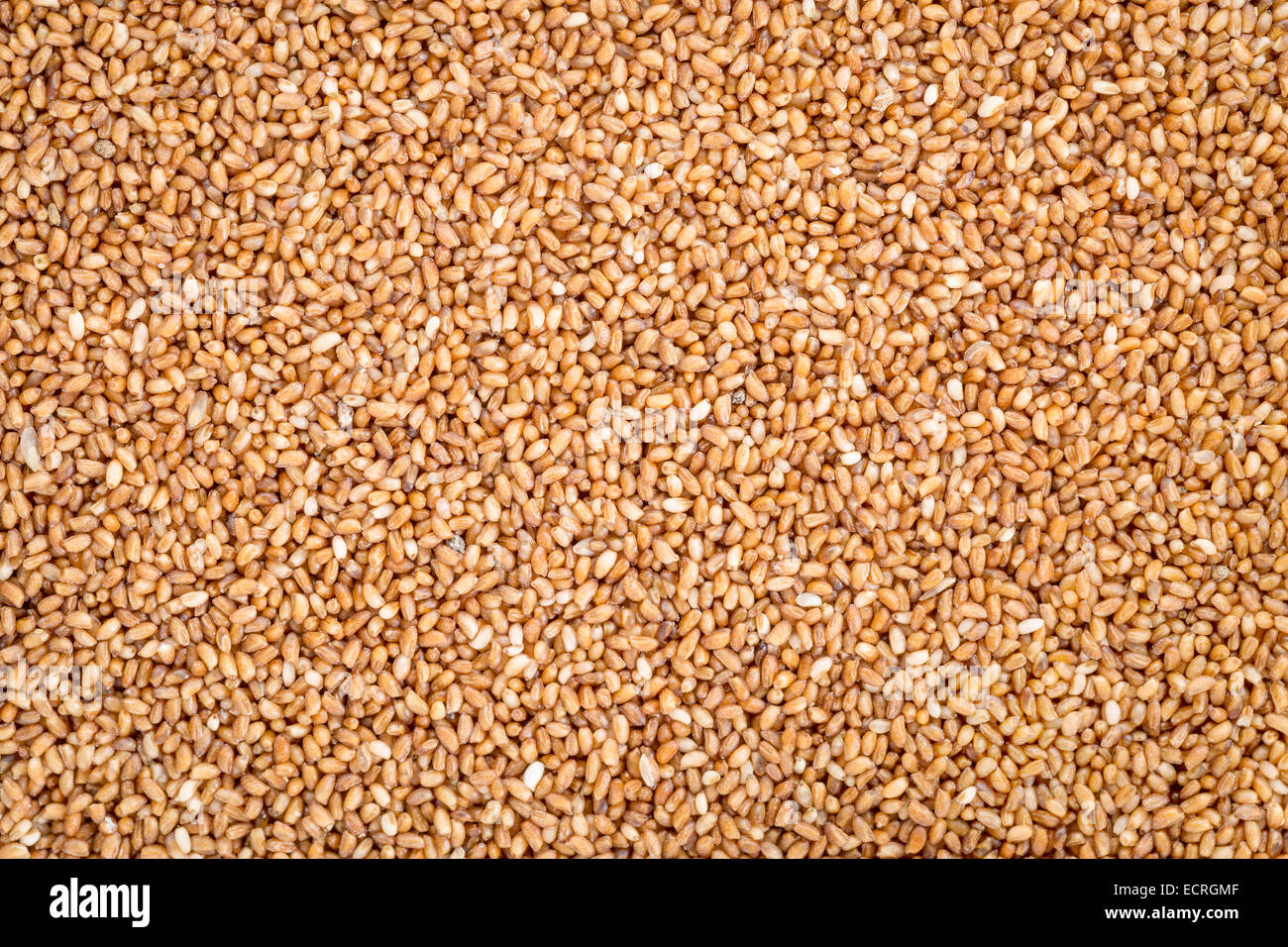 Gluten freie Teff Korn Hintergrund - wichtiges Nahrungsmittel Getreide in Äthiopien und Eritrea Stockfoto
