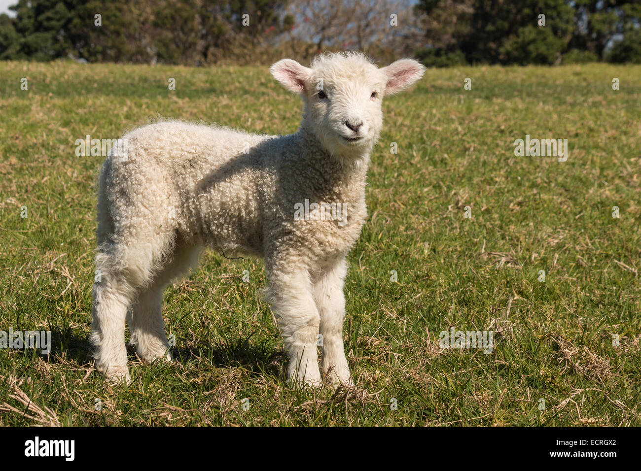 starrte Lämmchen Stockfoto