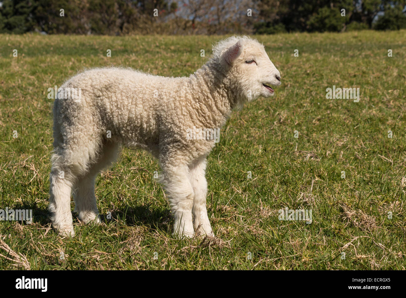 blöken Lämmchen Stockfoto
