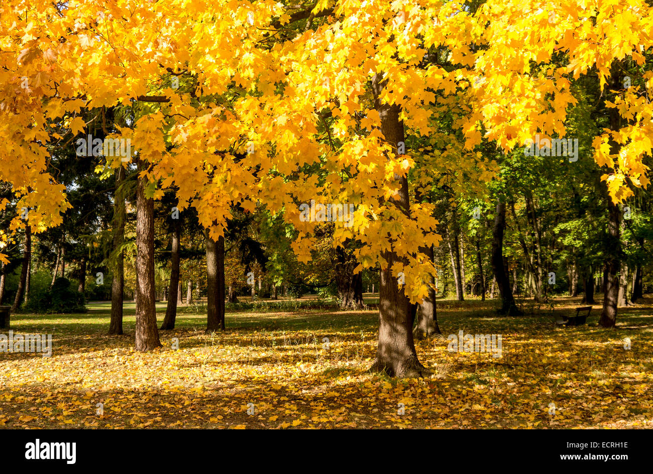 gelbe Blätter an einem Baum an sonnigen Herbsttag Stockfoto gelbe Blätter an einem Baum an sonnigen Herbsttag Stockfoto