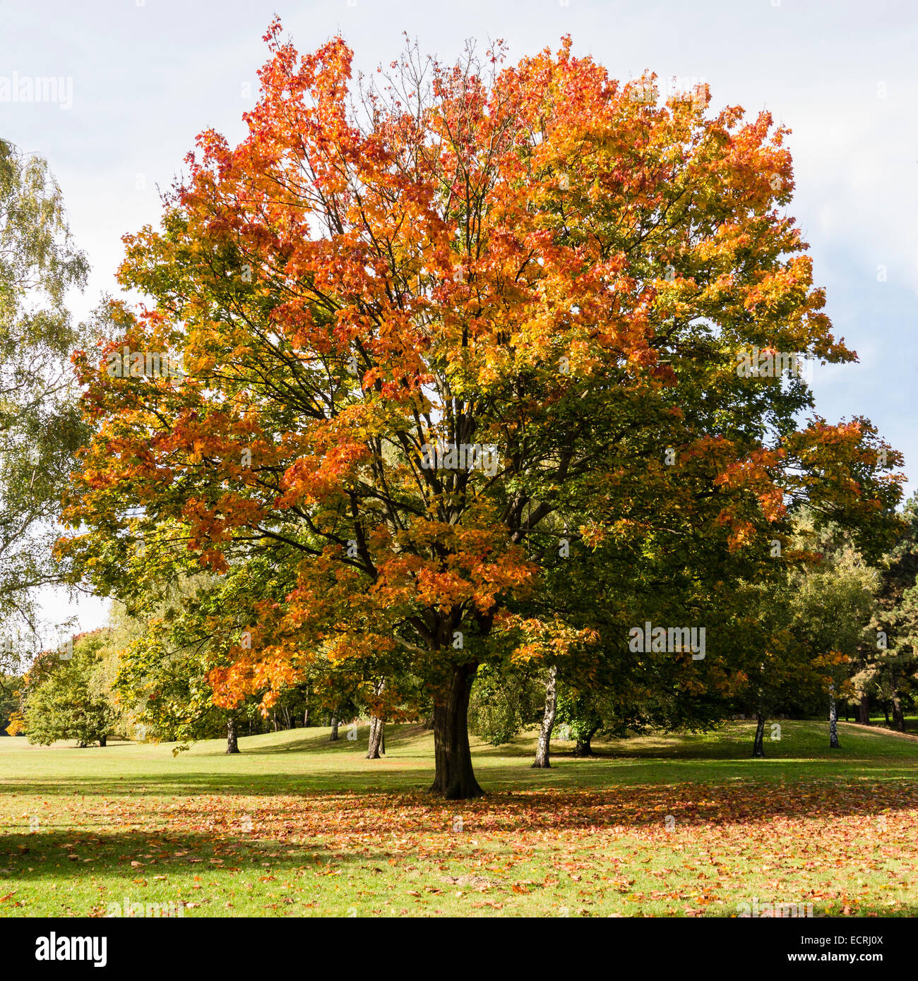 Baum in einem Park im Herbst Stockfoto Baum in einem Park im Herbst Stockfoto