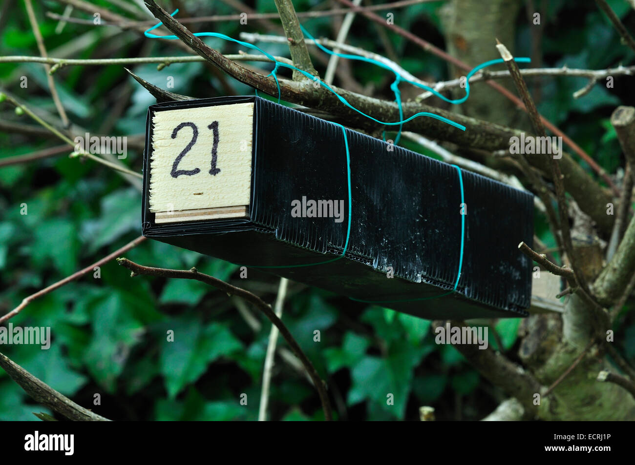 Siebenschläfer-Rohr für die Überwachung der Anwesenheit oder Abwesenheit des Tieres UK Stockfoto