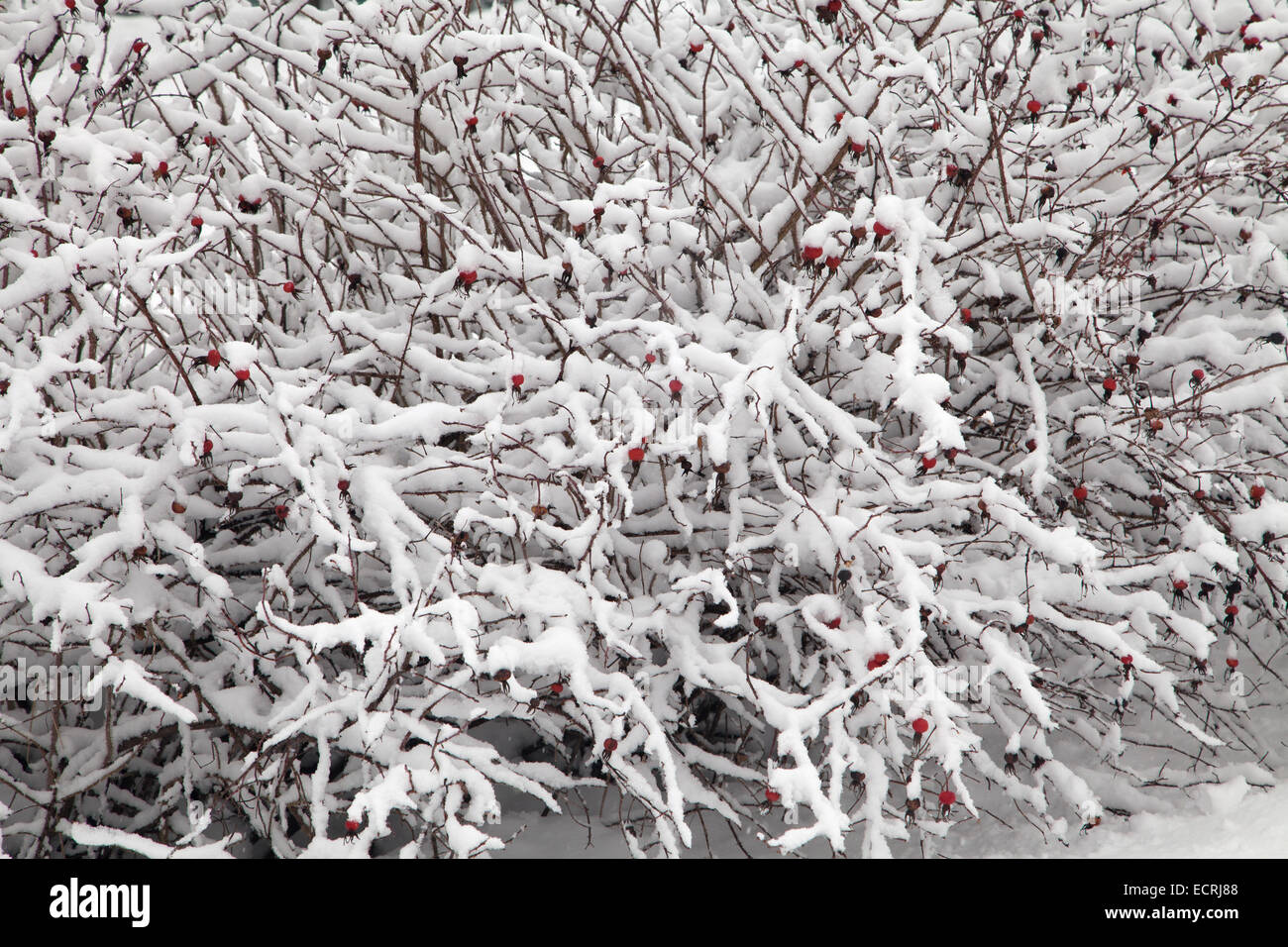 Bush mit dicken Schnee bedeckt, Nahaufnahme Stockfoto