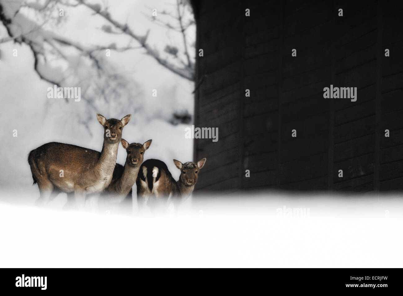 DOE und zwei Kälber im Schnee Stockfoto