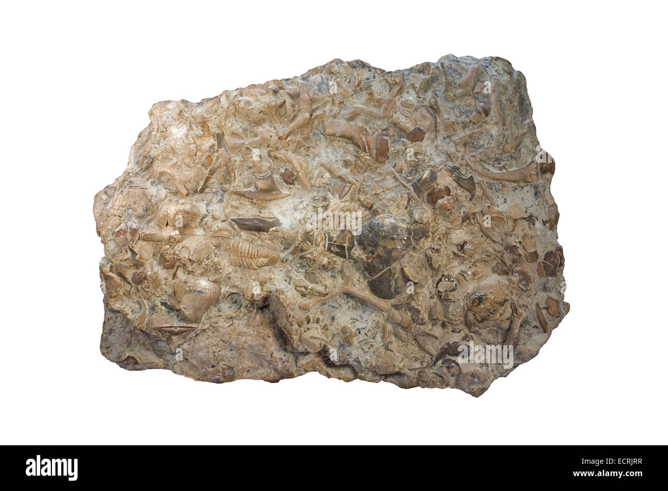 Fossilführenden Kalkstein Stockfoto
