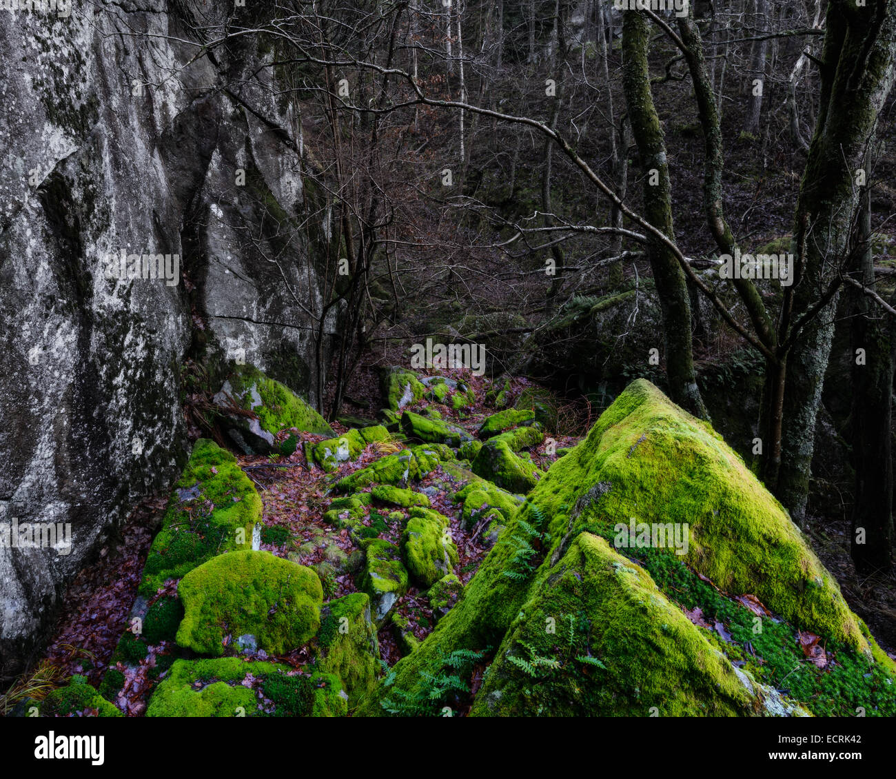 Bemoosten Felsen in einem dunklen Wald Stockfoto