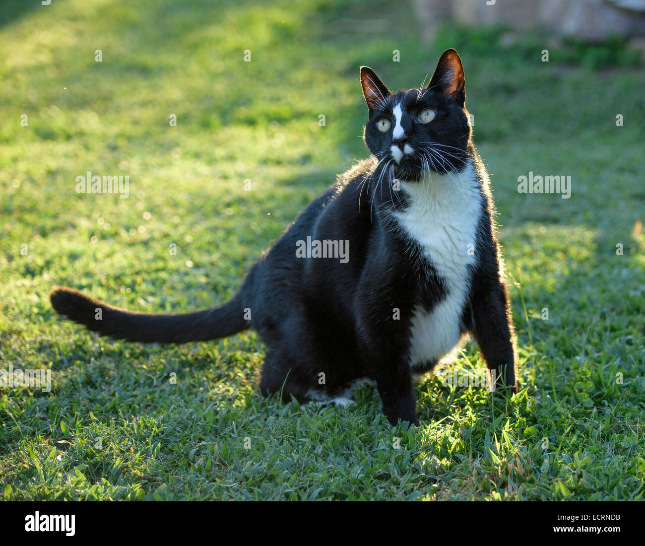 Alte Scheune Katze Haustier Stockfoto