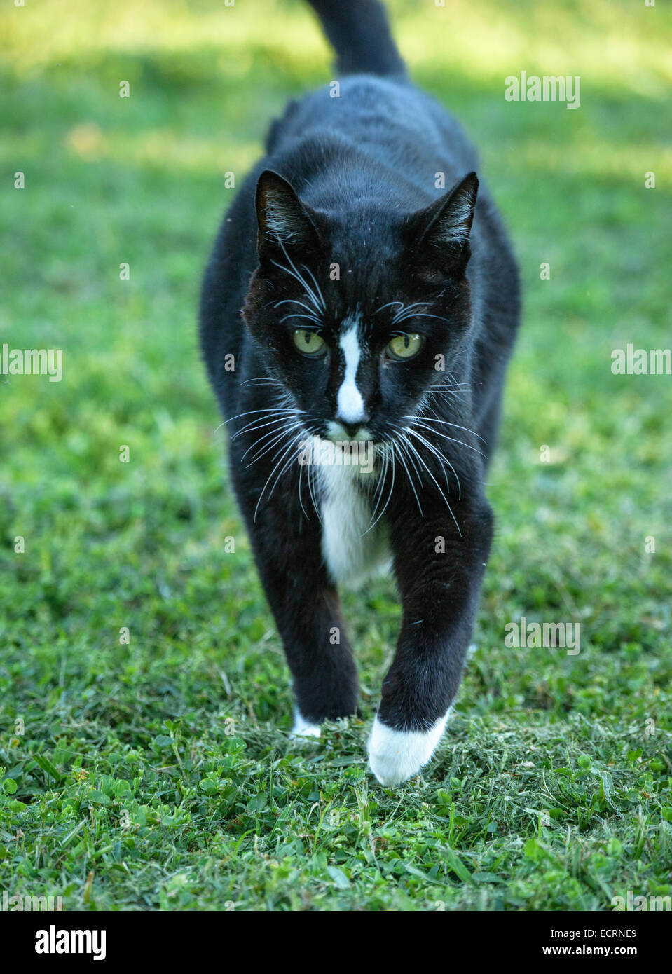 Alte Scheune Katze Haustier Ansätze Stockfoto