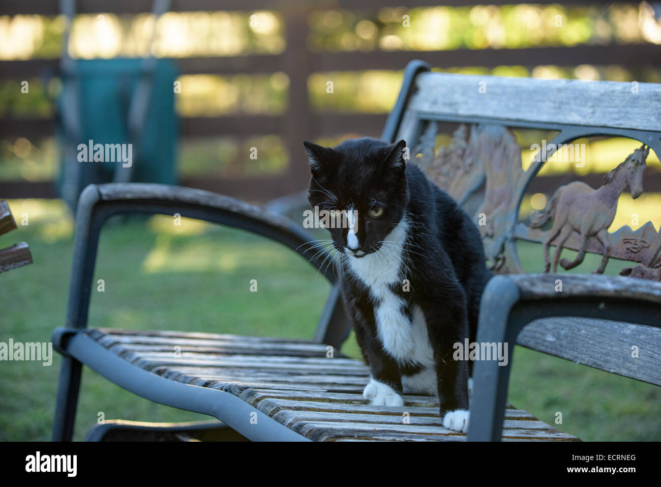 Alte Scheune Katze Haustier auf Bank sitzend Stockfoto