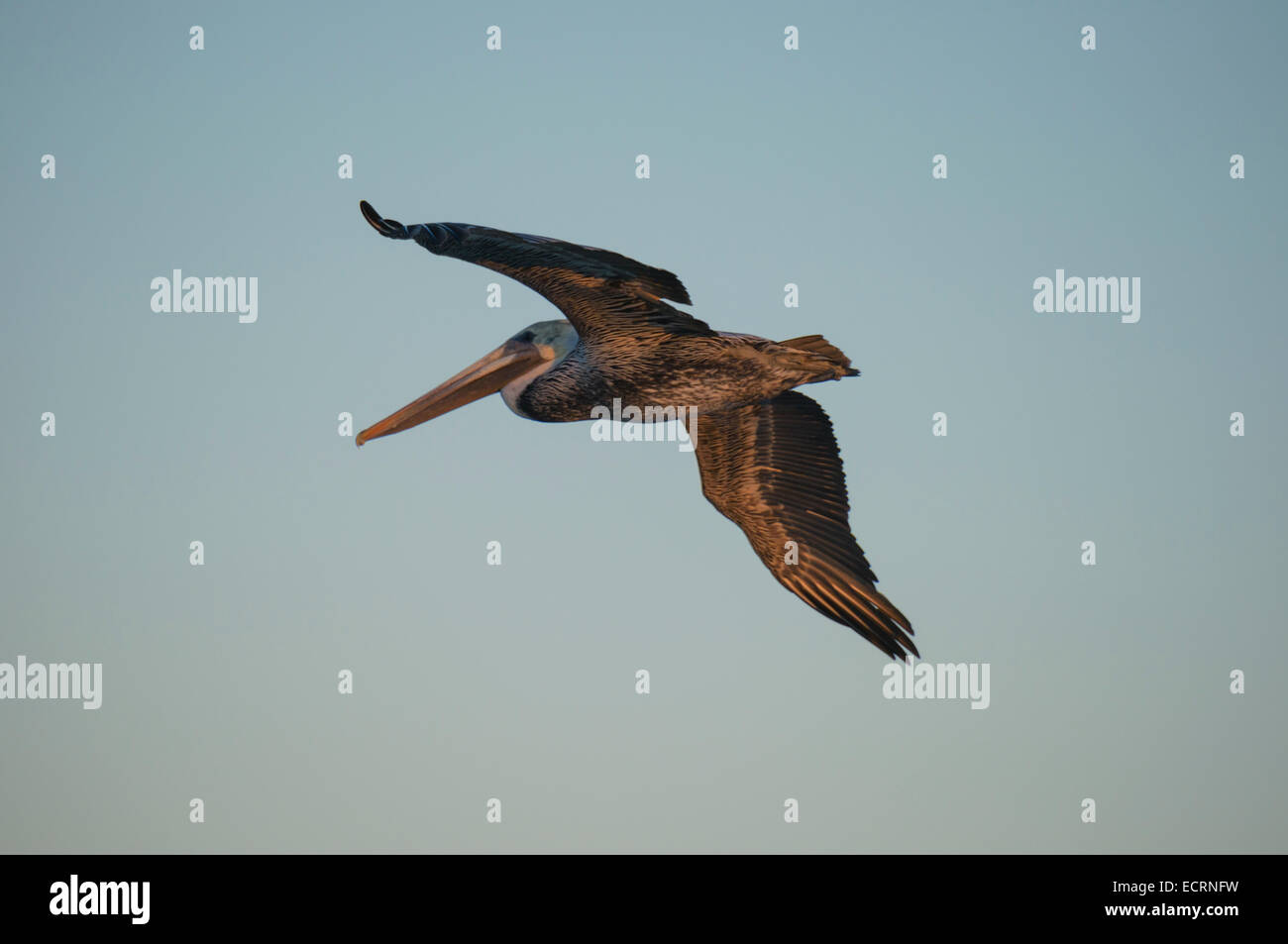Brauner Pelikan im Flug Stockfoto