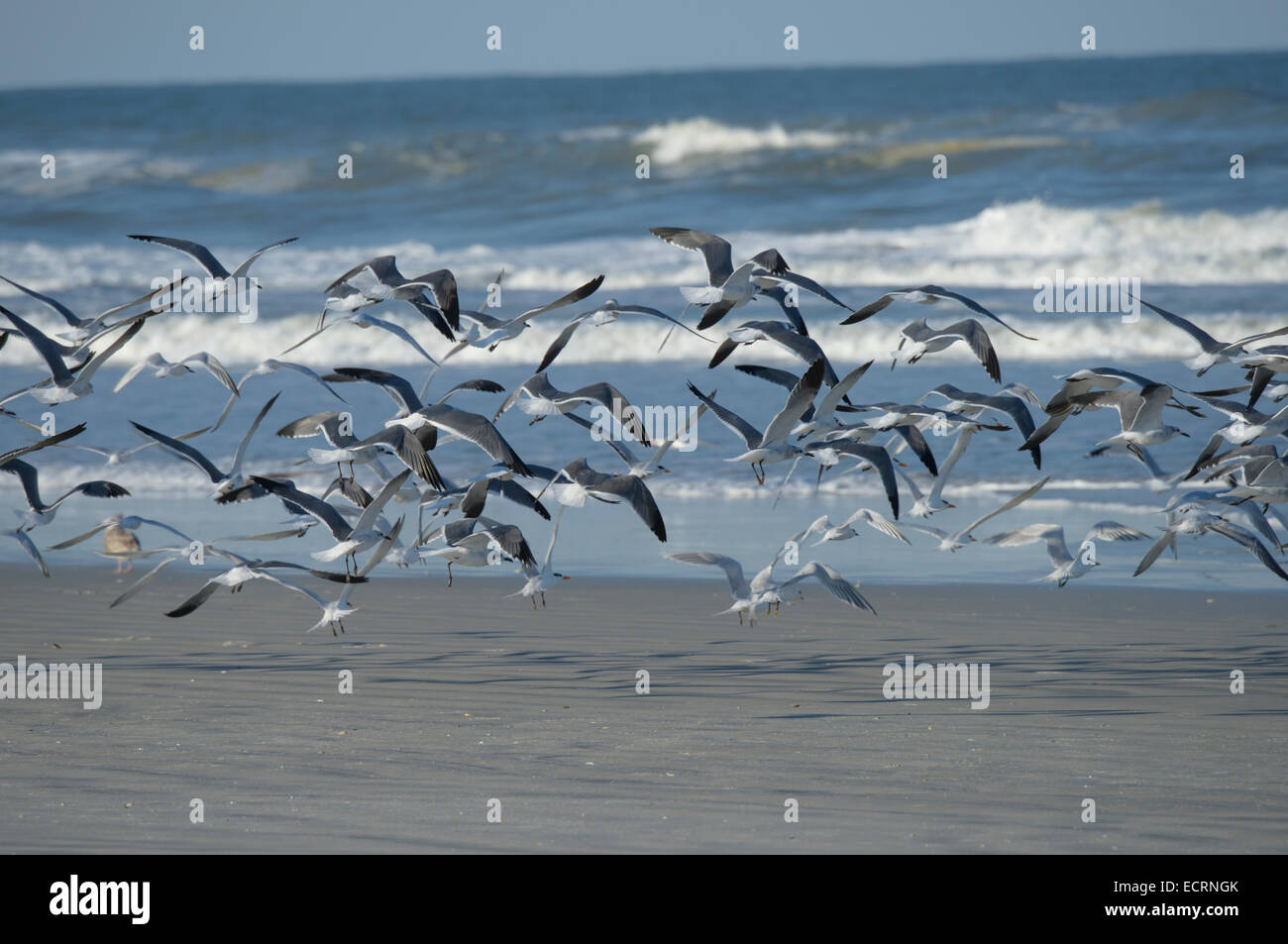 Möwen und Tern Ufervögel fliegen vom Strand am Lighthouse Point Park, Ponce Inlet, Volusia County Florida USA Stockfoto