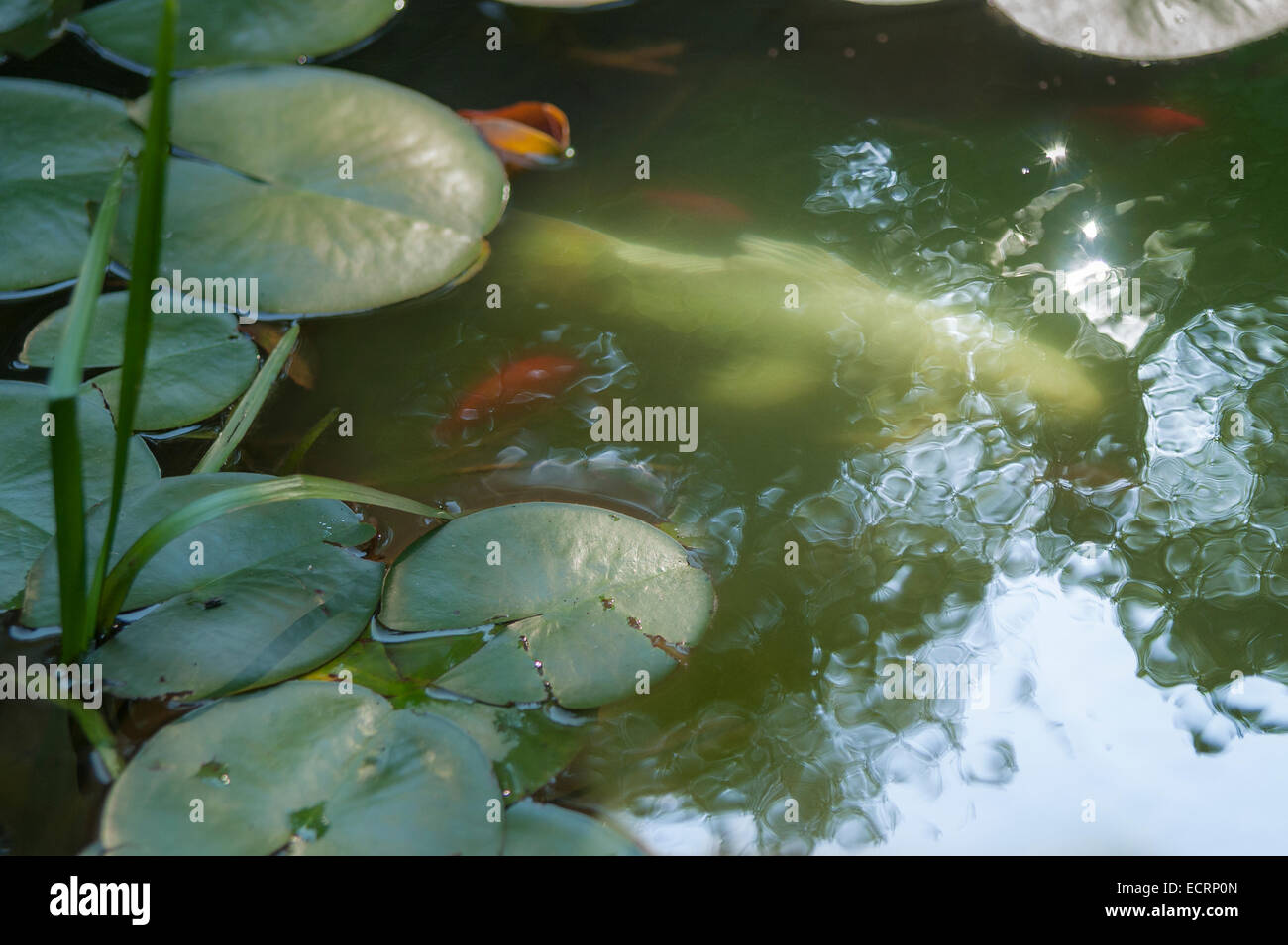 Coy Fische schwimmen im Teich mit Seerosen Stockfoto