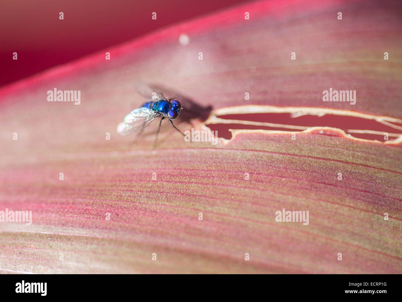 Winzige blaue Fliege an Pflanzenblattes Stockfoto