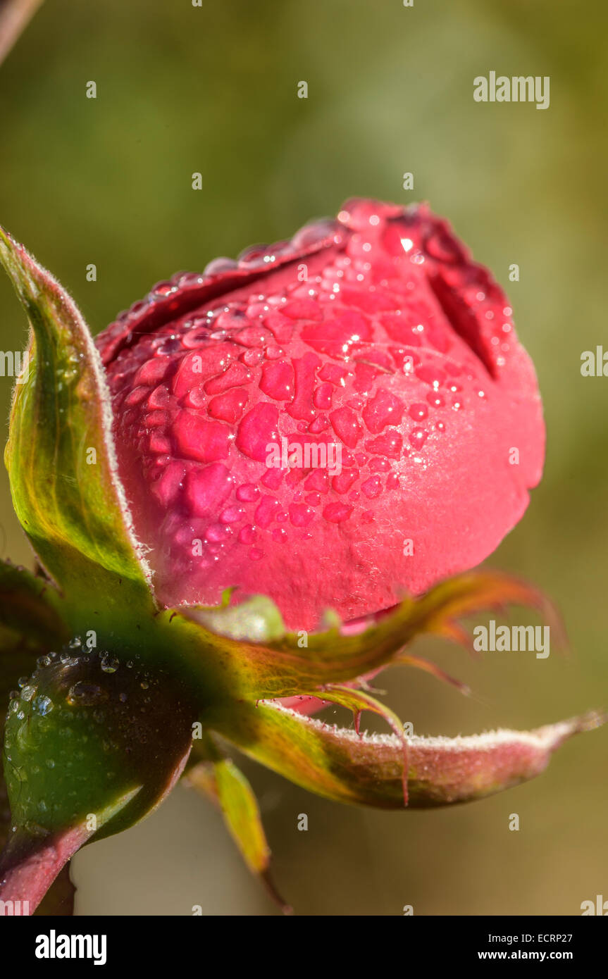 Wassertropfen auf Garten Rosenblüte Stockfoto