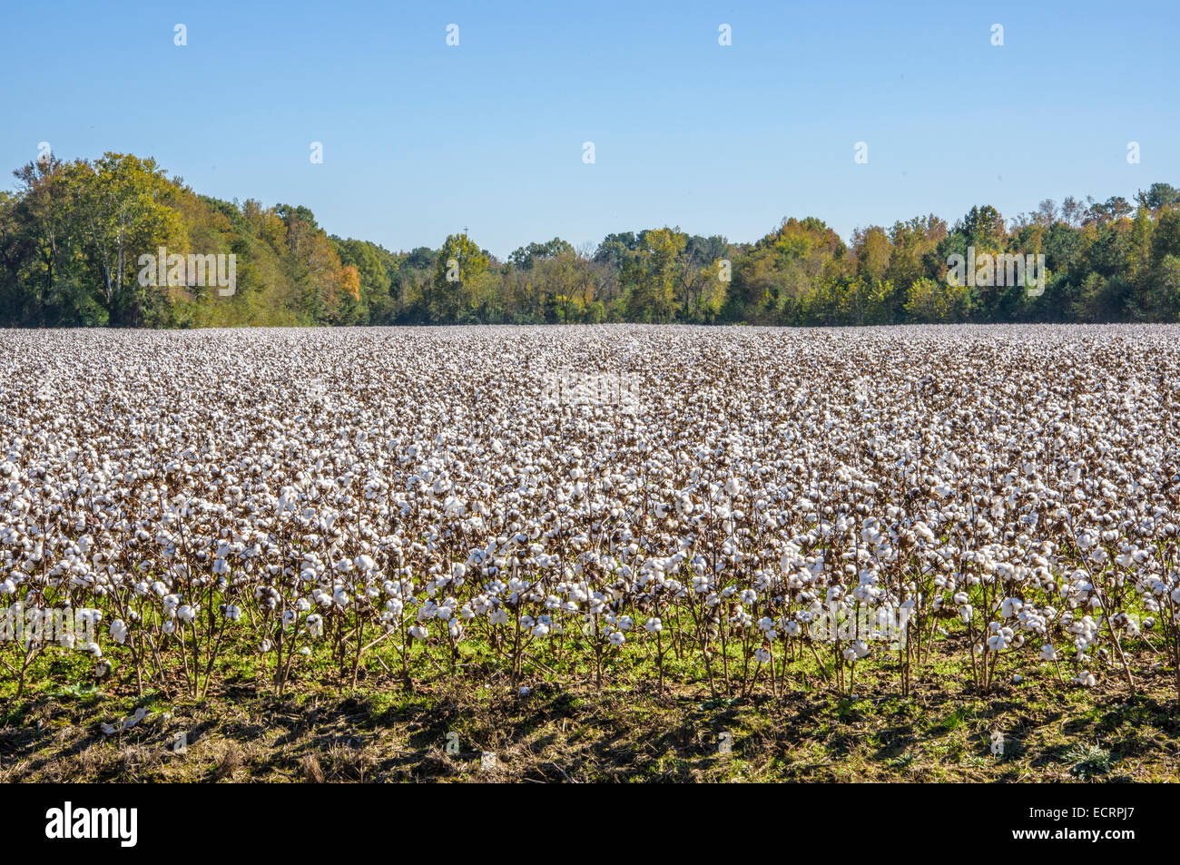 Baumwollfeld im ländlichen Virginia, USA Stockfoto