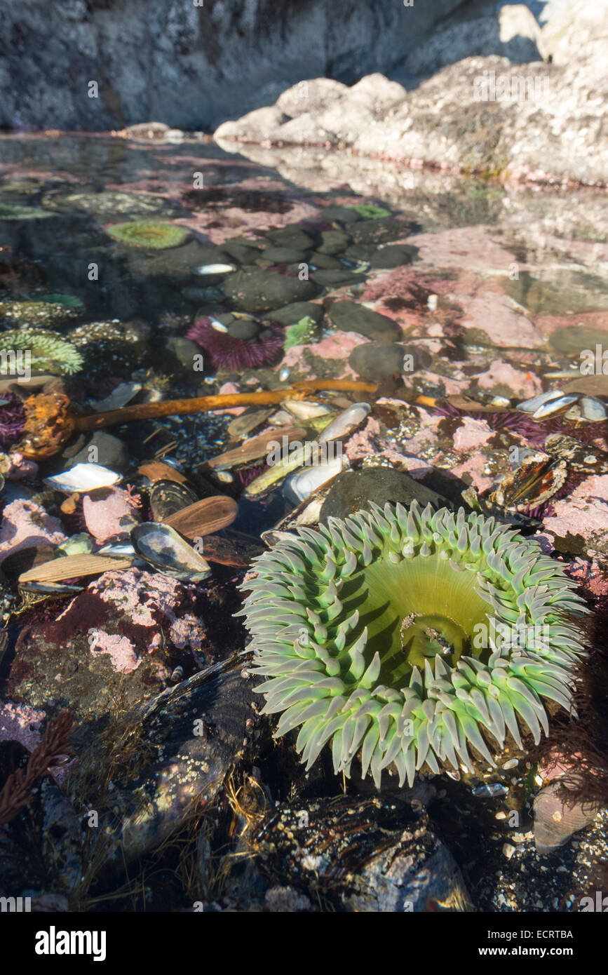 Meer Anenome in einem Tidepool in Yaquina Head herausragenden natürlichen Umgebung, Küste von Oregon. Stockfoto