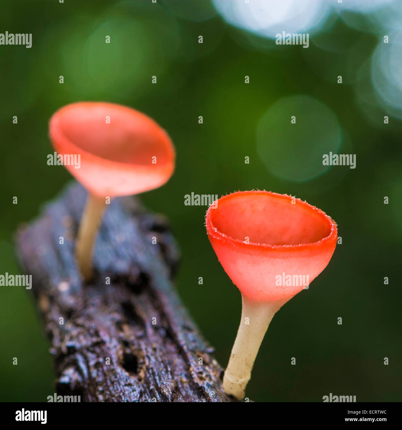 Schöne rote Pilz, Champagner Pilz, in der Regen Wald Natur Stockfoto