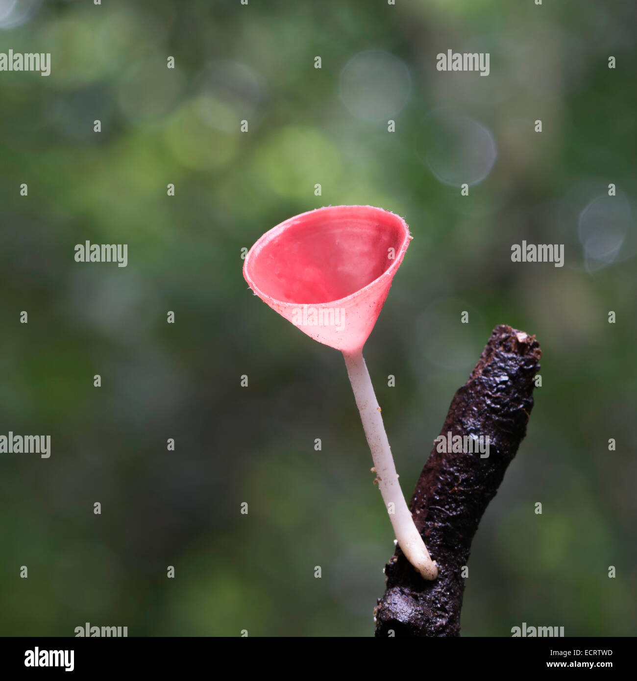 Schöne rote Pilz, Champagner Pilz, in der Regen Wald Natur Stockfoto