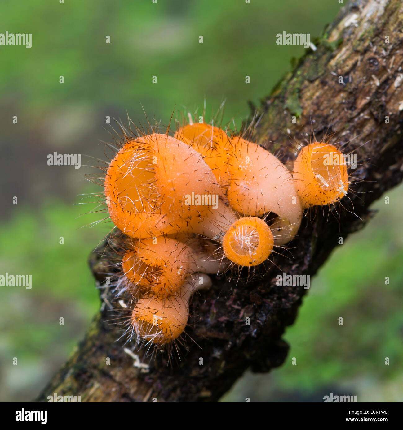 Schöne orange Pilz Fell Pilz, in der Regen Wald Natur Stockfoto