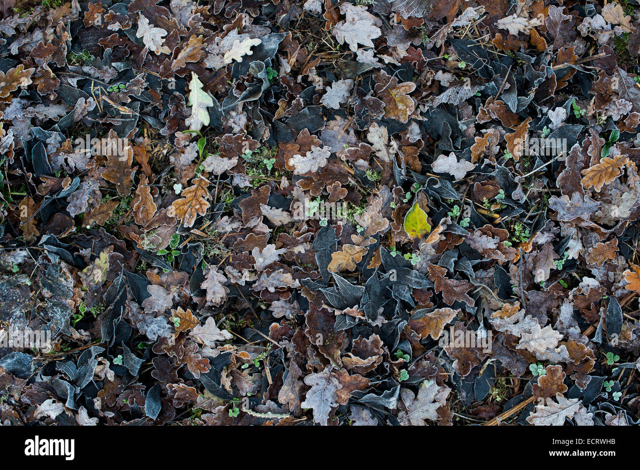 Frostigen Blattsänfte auf einem Waldboden Stockfoto