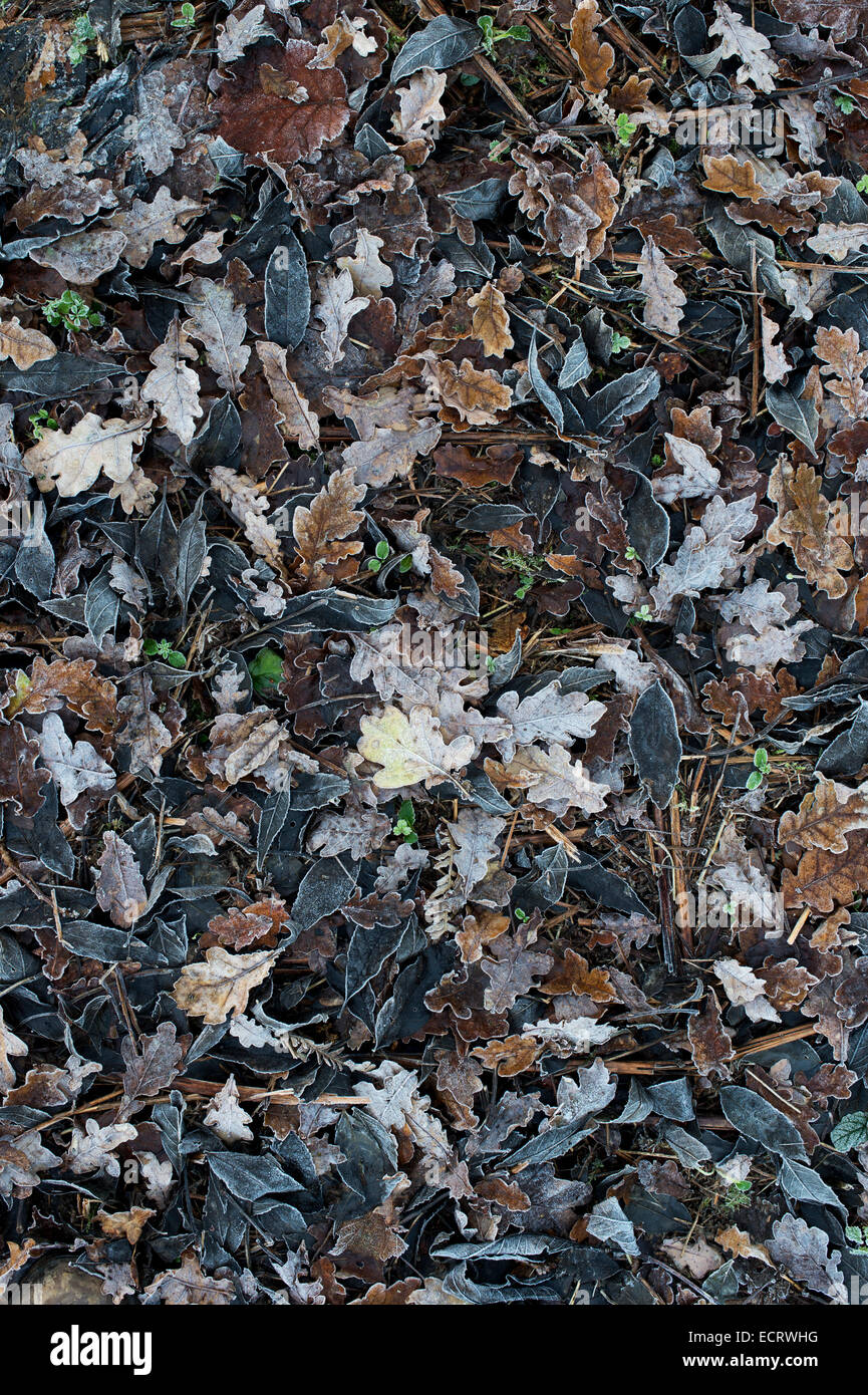 Frostigen Blattsänfte auf einem Waldboden Stockfoto