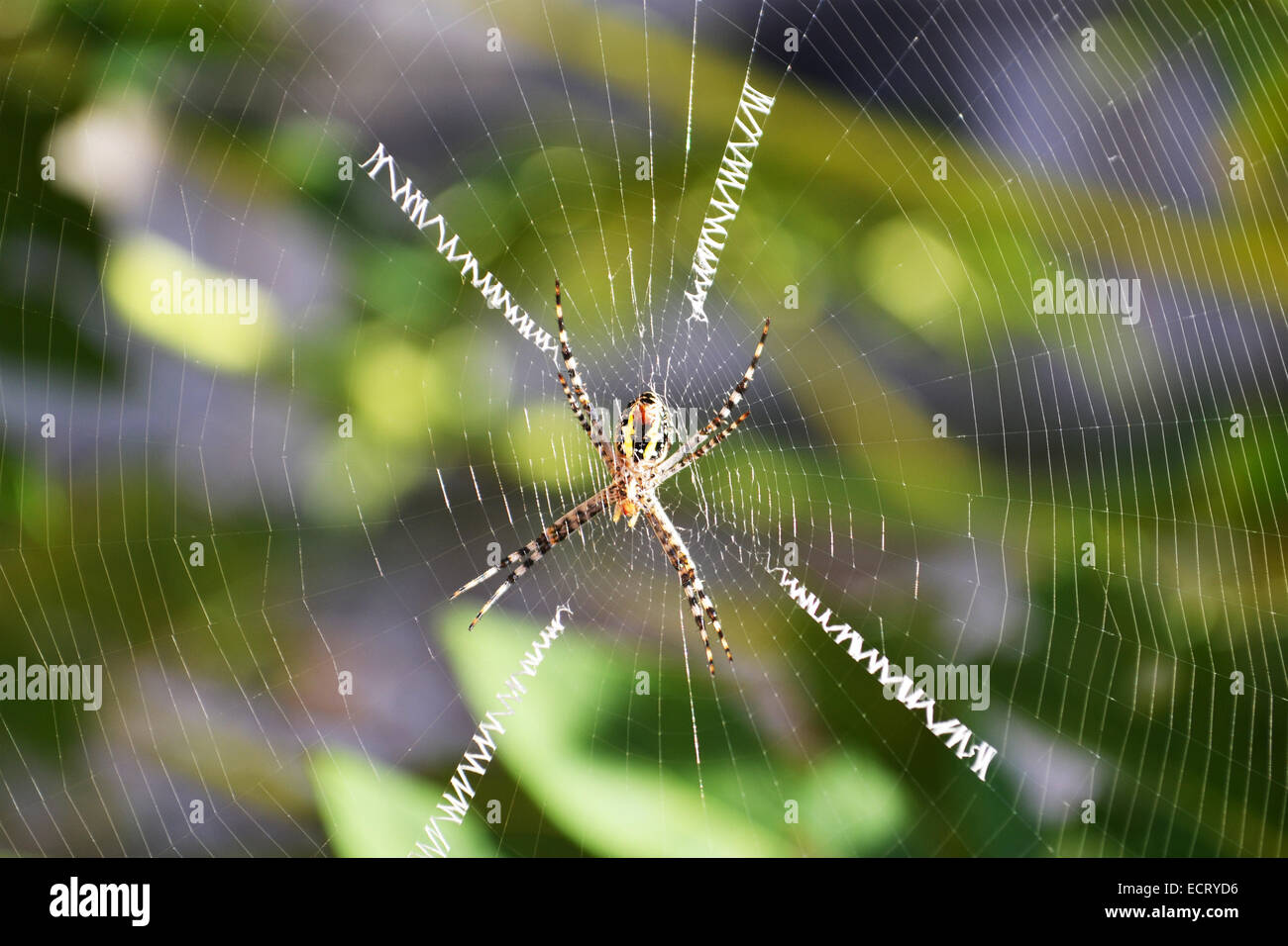 Weibliche Argiope Trifasciata Spider AKA gebändert Wespenspinne mit riesigen Web und vier Aufmerksamkeit Spurlinien auf einem Baum Stockfoto