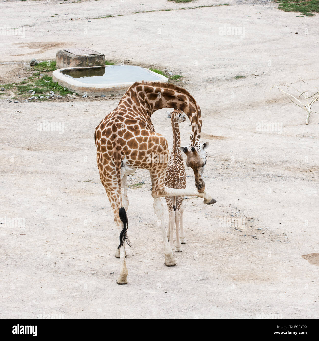 Giraffe mit Jungtier ruht am Wasserloch. Rothschild Giraffen (Giraffa Plancius Rothschildi). Stockfoto