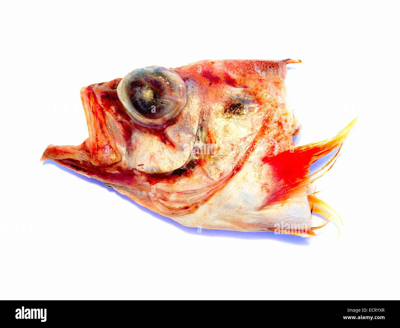 Fischkopf. Stockfoto