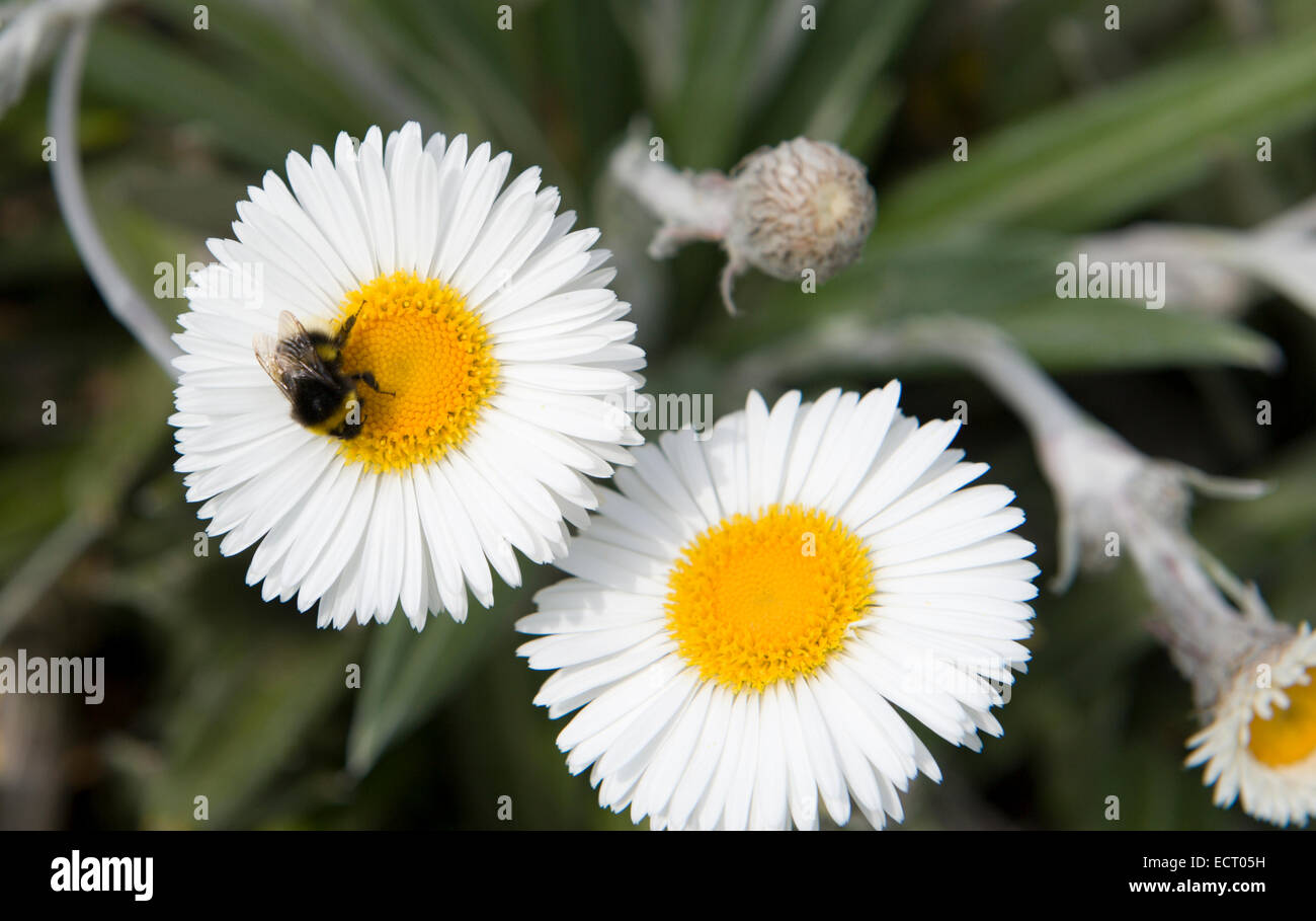 Eine einzelne Biene ist viel los auf ein Spiegelei wie Daisy Blume in einem Garten in Schottland Stockfoto