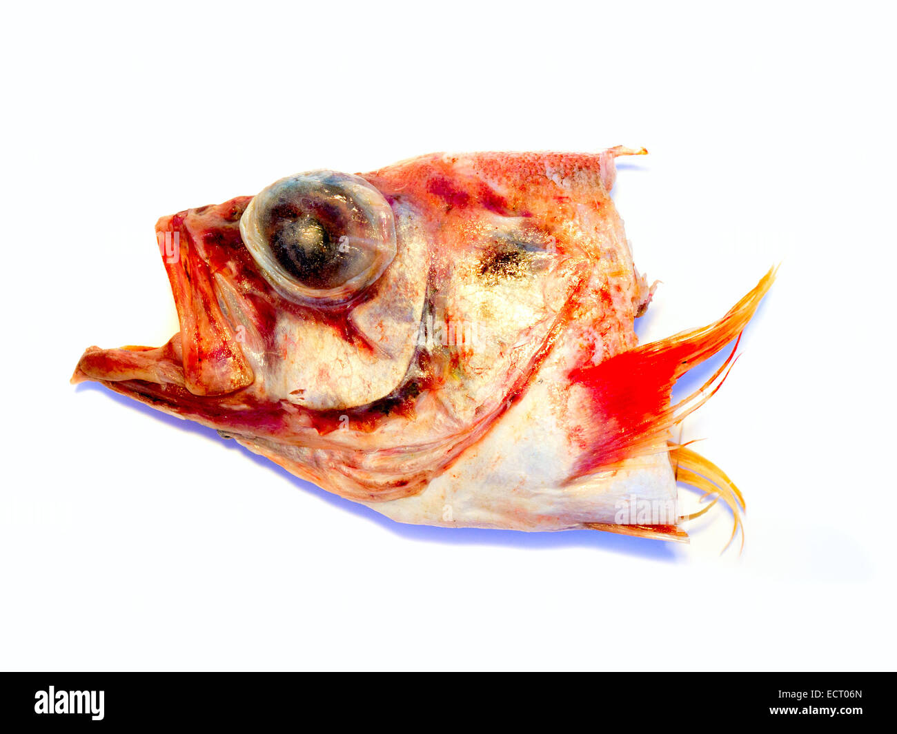 Fischkopf. Stockfoto