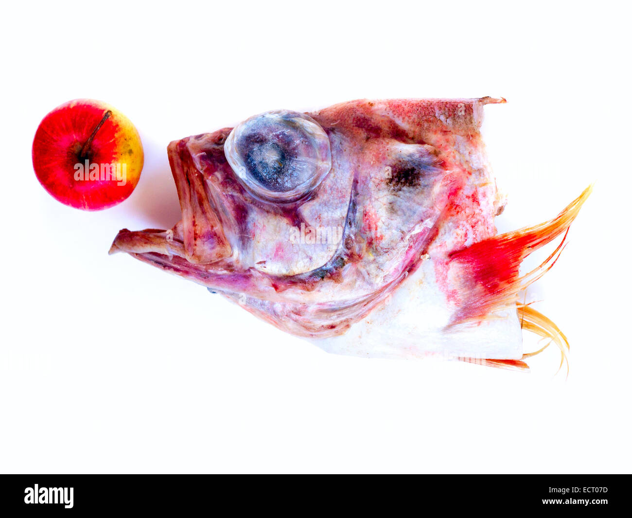 Fischkopf. Stockfoto