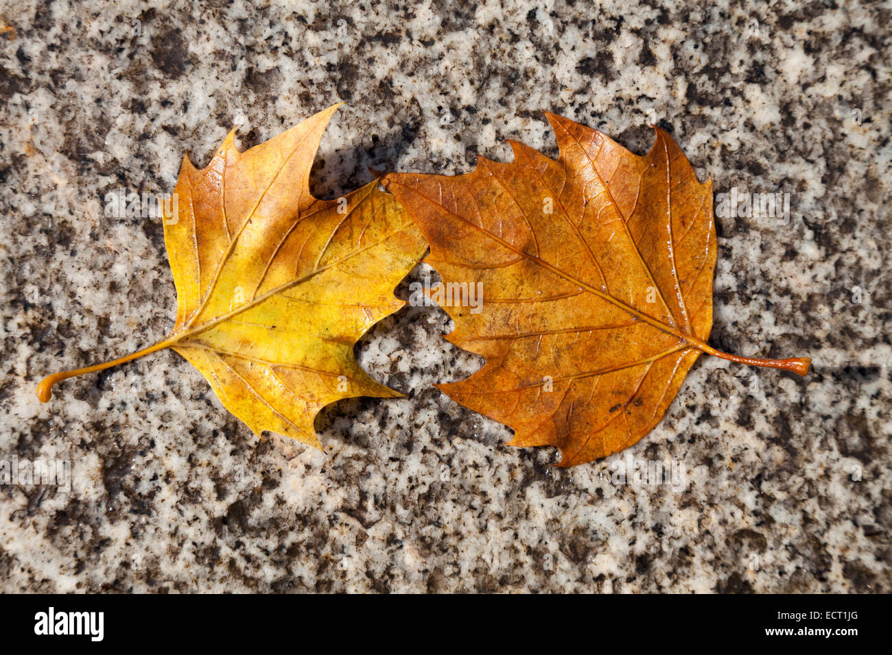 Zwei nasse Blätter im Herbst Stockfoto