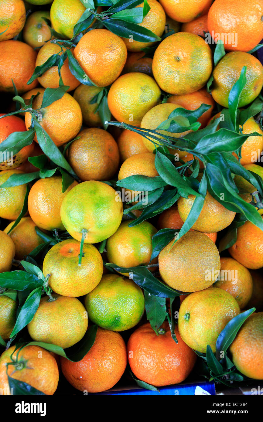 Mandarin-Orangen (Citrus Reticulata), Burano, Venedig, Veneto, Italien Stockfoto