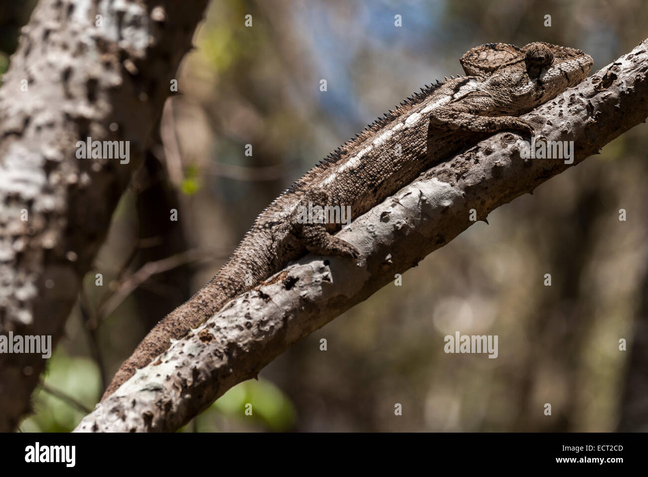 Oustalet Chamäleon oder madagassische riesige Chamäleon (Furcifer Oustaleti), Nationalpark Zombitse, Madagaskar Stockfoto