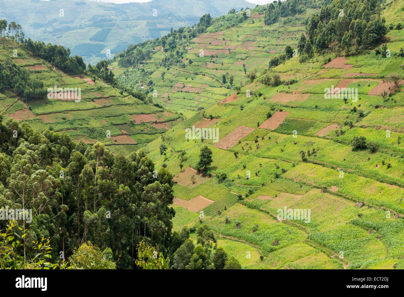 Feldern auf Pisten, Uganda Stockfoto