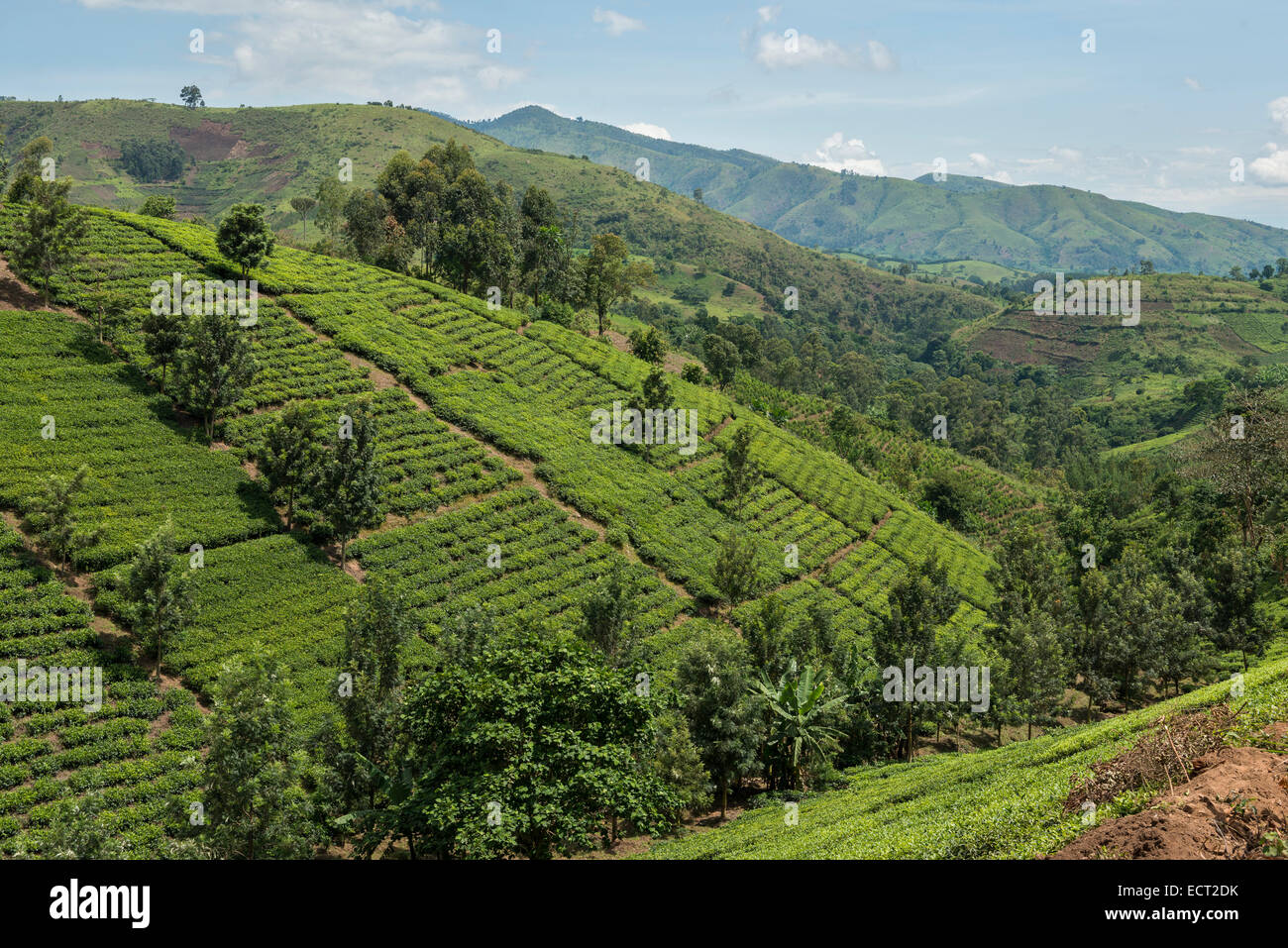 Anbauflächen an einem Hang, Uganda Stockfoto