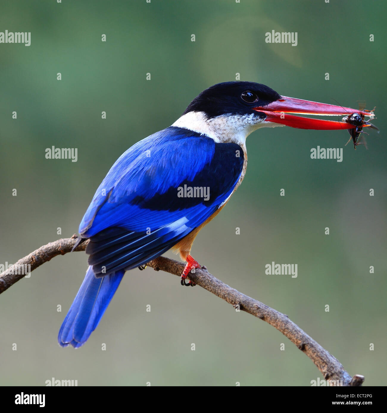 Wunderschöner Eisvogel Vogel, schwarz-capped Kingfisher (Halcyon Pileata), stehend auf einem Ast zurück Profil Stockfoto