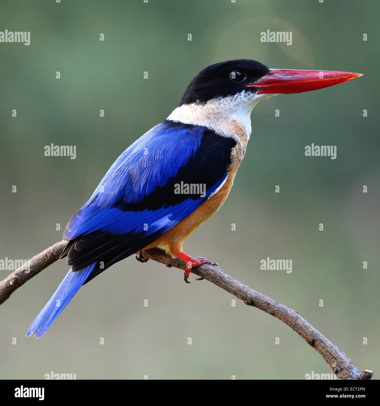 Wunderschöner Eisvogel Vogel, schwarz-capped Kingfisher (Halcyon Pileata), stehend auf einem Ast zurück Profil Stockfoto