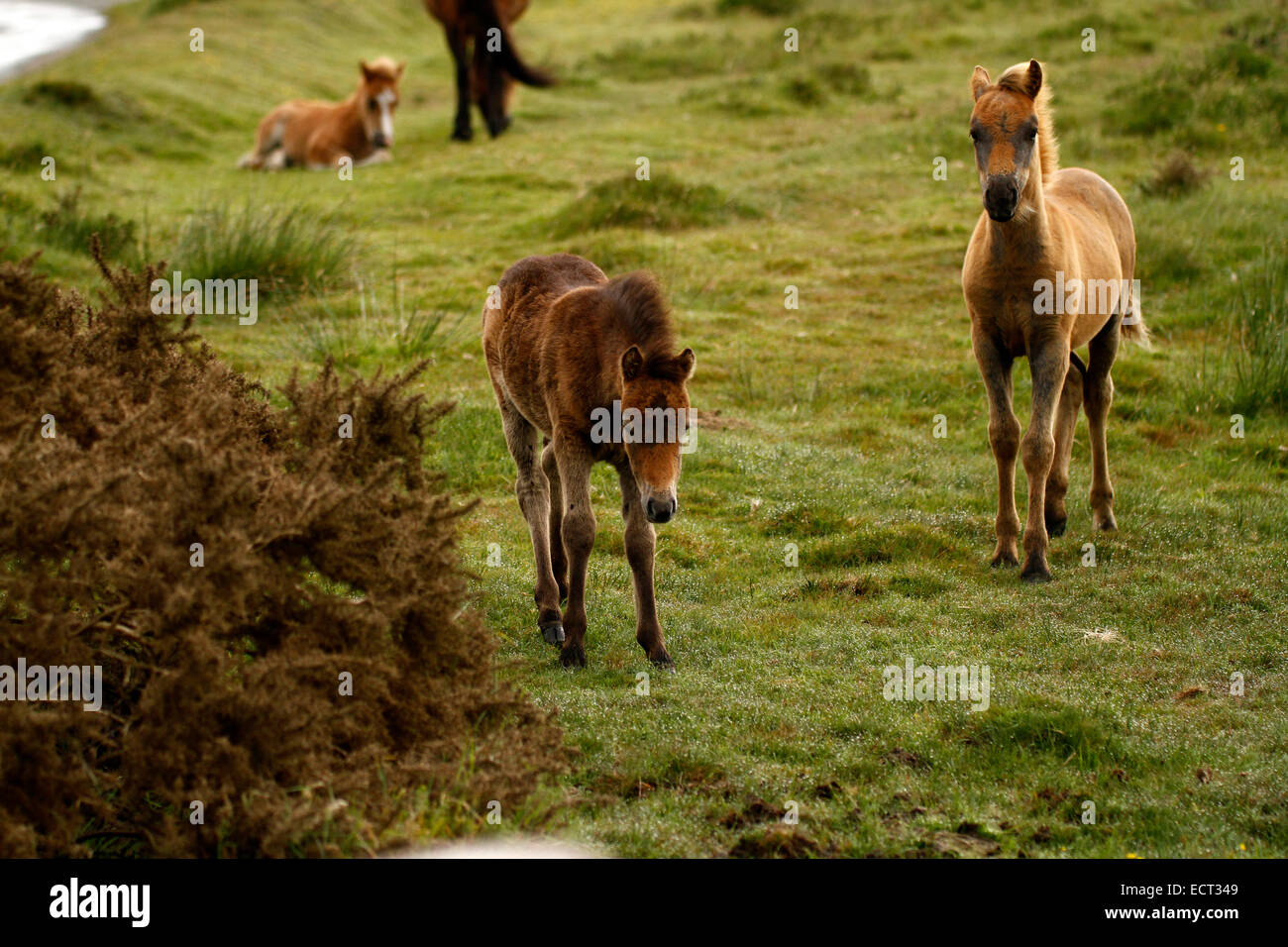 Wild oder halb wilde Fohlen auf Dartmoor. Herden von Moor Ponys Aufenthalt Zucht zusammen auf dem Moor, während der Baby-Pferde aufwachsen Stockfoto