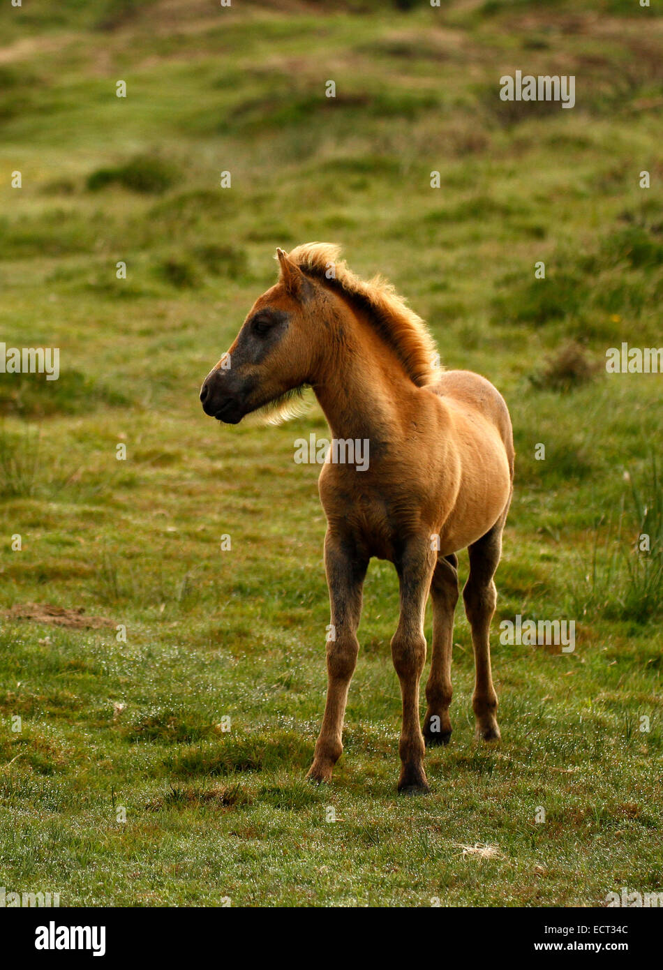 Wild oder halb wilden Pony Fohlen auf Dartmoor. Diese niedlichen