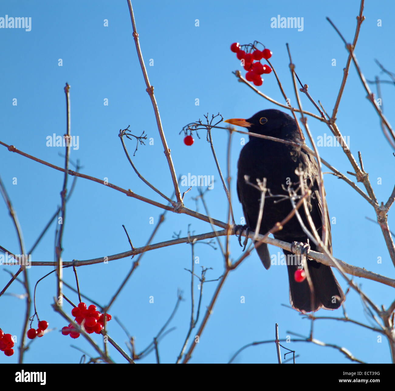 Amsel tatenlos auf einen kleinen Zweig mit roten Früchten Winterzeit und blauer Himmel Stockfoto