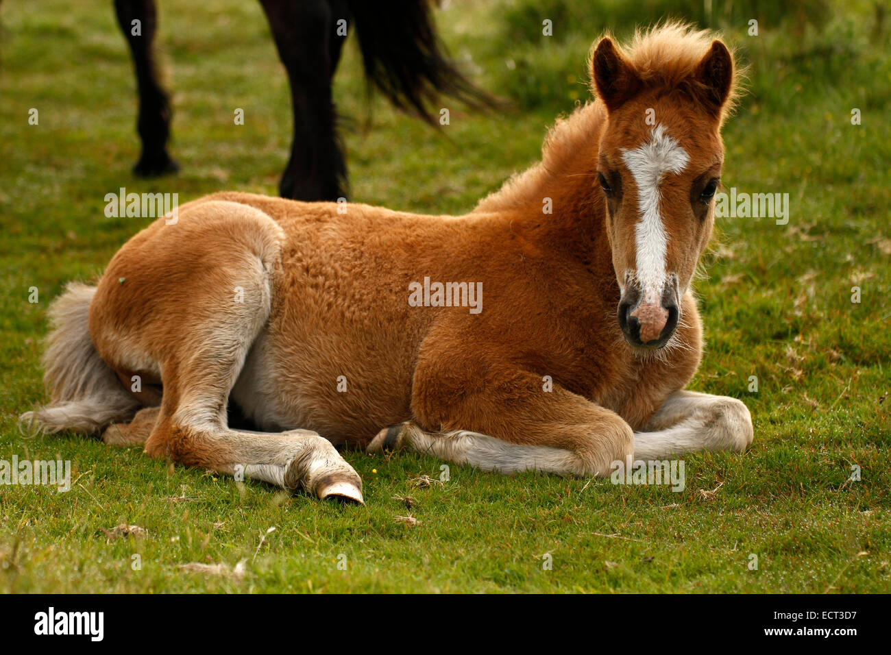 Wild oder halb wilden Pony Fohlen auf Dartmoor. Dieses niedliche Baby
