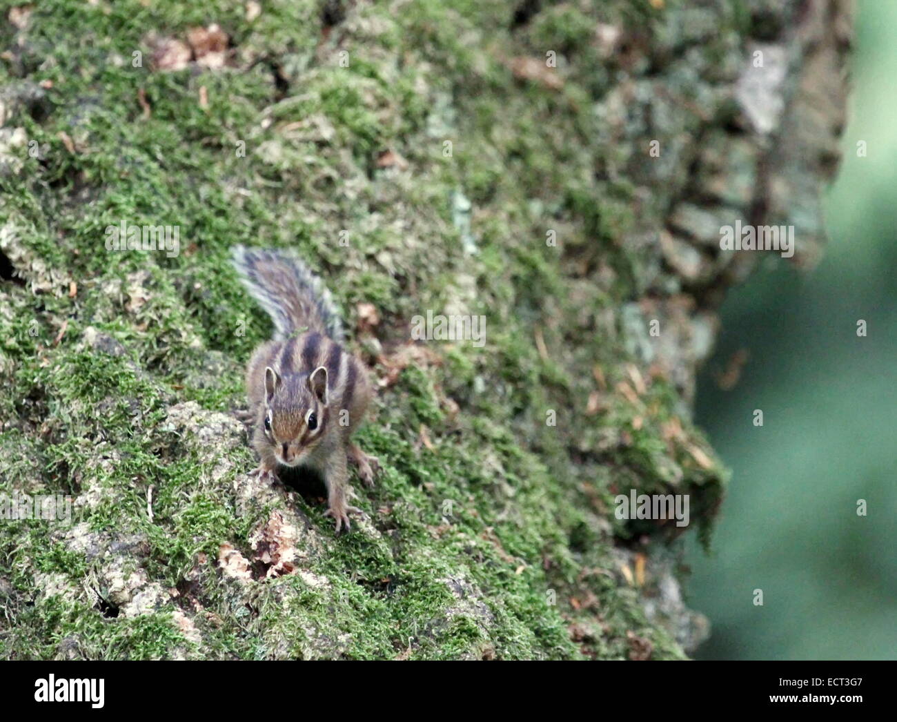 Streifenhörnchen auf dem Ast eines Baumes Stockfoto