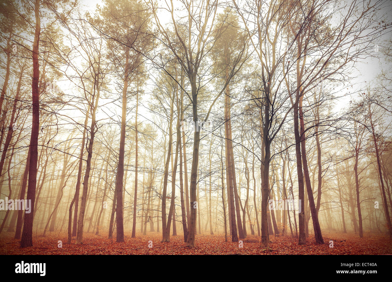 Retro-gefiltertes Bild von einem nebligen Wald. Stockfoto