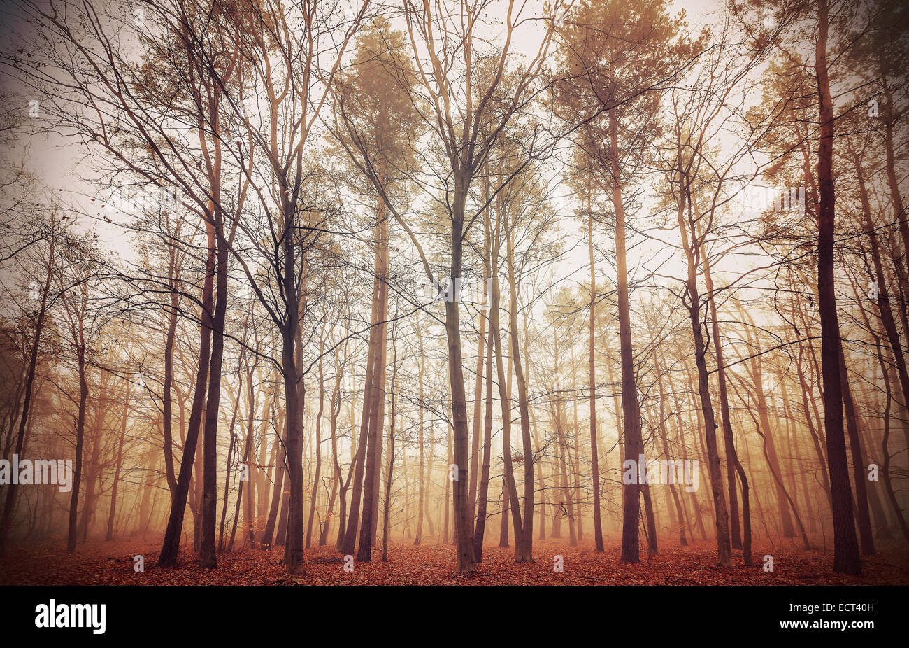 Retro-gefiltertes Bild von einem nebligen Wald. Stockfoto