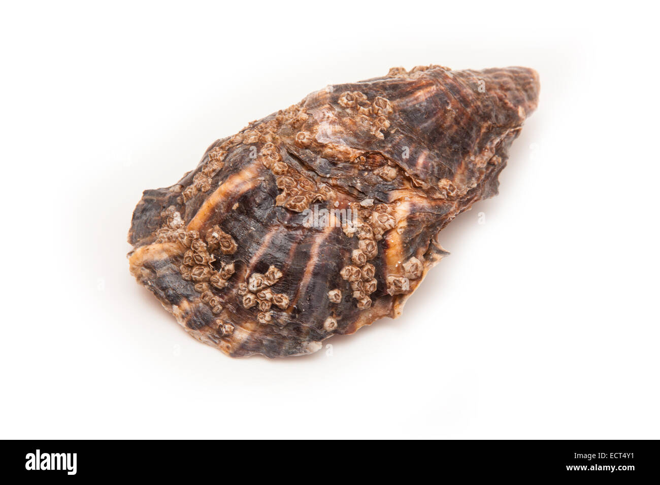 große Auster isoliert auf einem weißen Studio-Hintergrund. Stockfoto