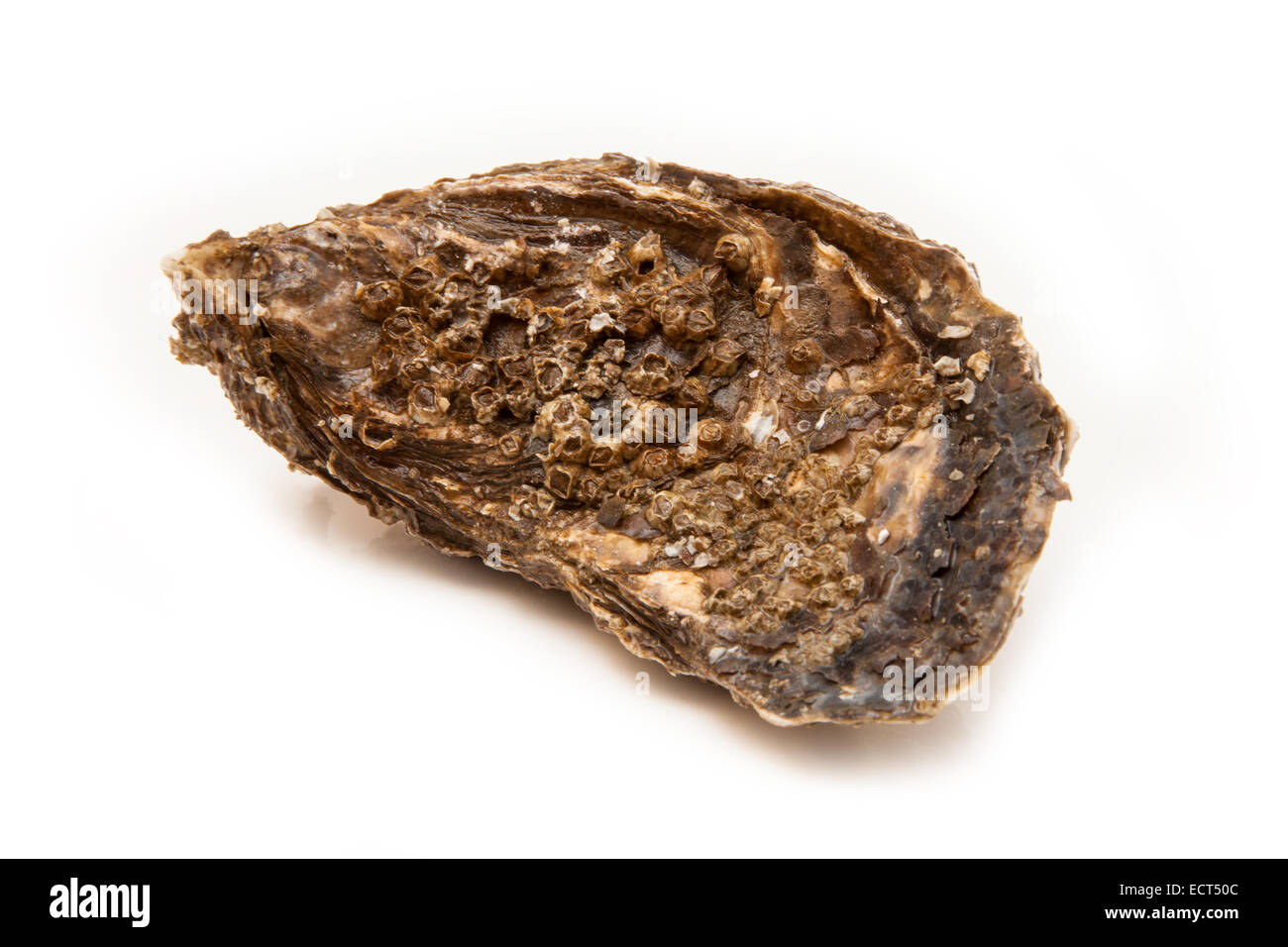 große Auster isoliert auf einem weißen Studio-Hintergrund. Stockfoto