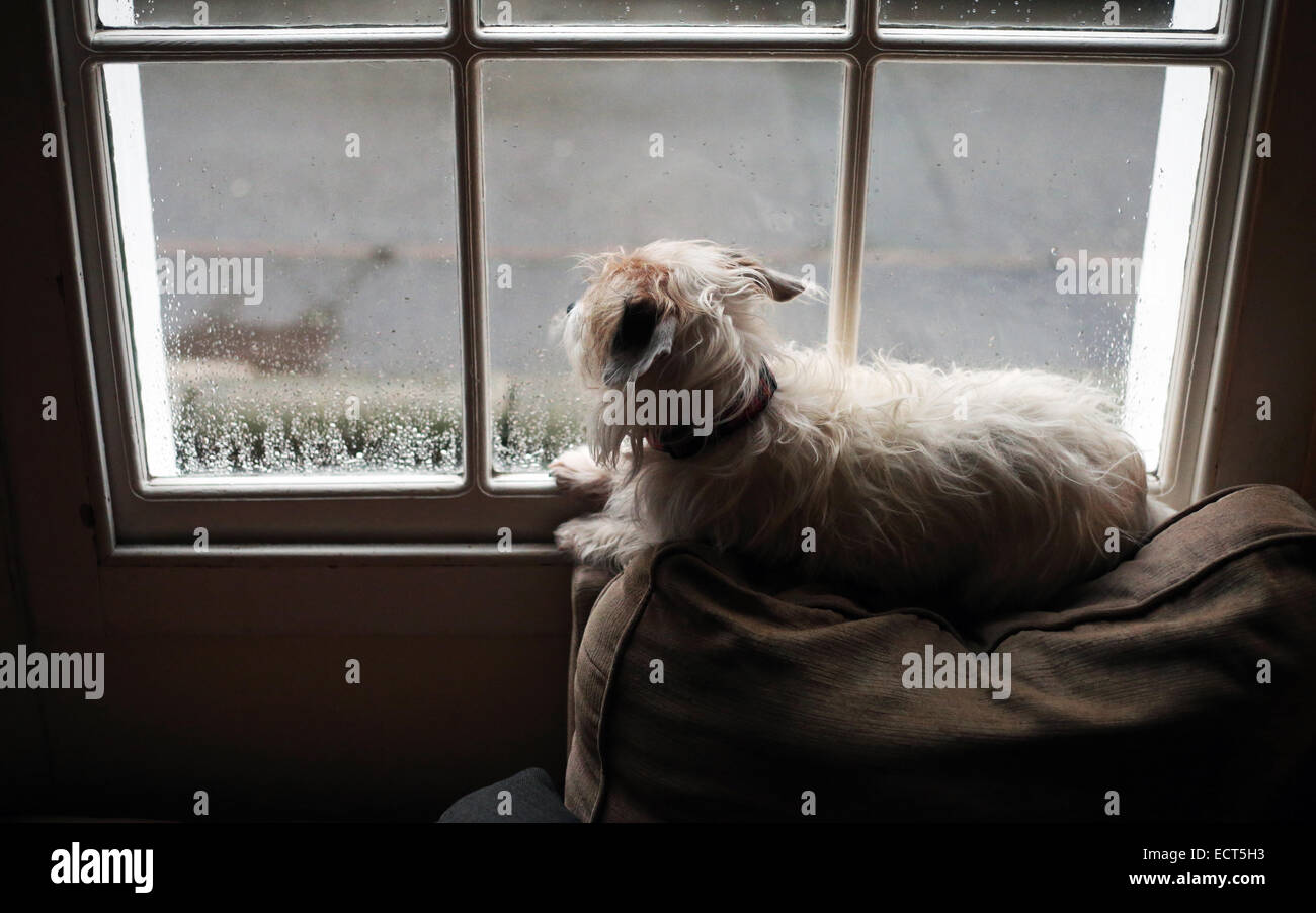 Ein Draht kurzhaarige Jack Russell Terrier Hund Blick aus einem Fenster an einem regnerischen Tag wartet auf seinen Besitzer zu kommen nach Hause. Stockfoto